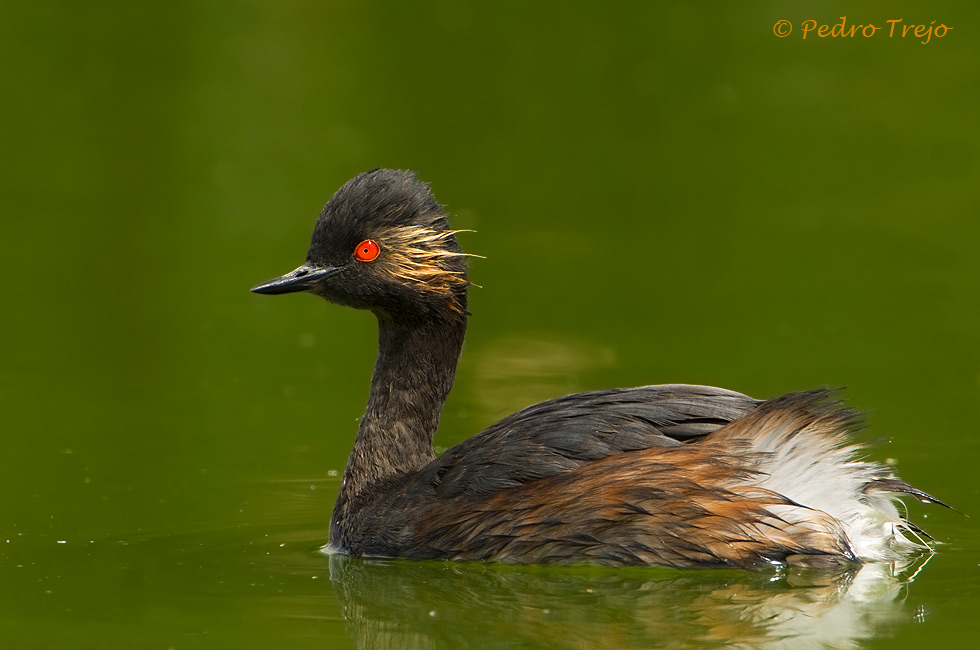 Podiceps nigricollis